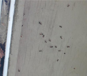 carpenter ants