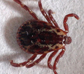 ticks